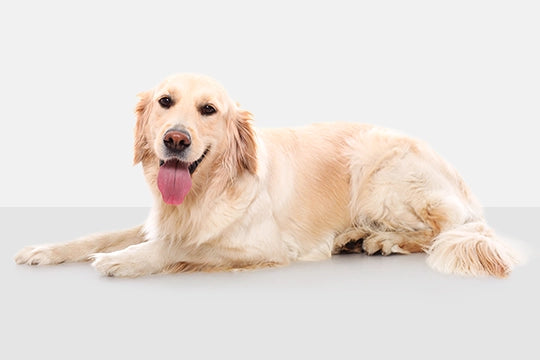 Prodotti per cani