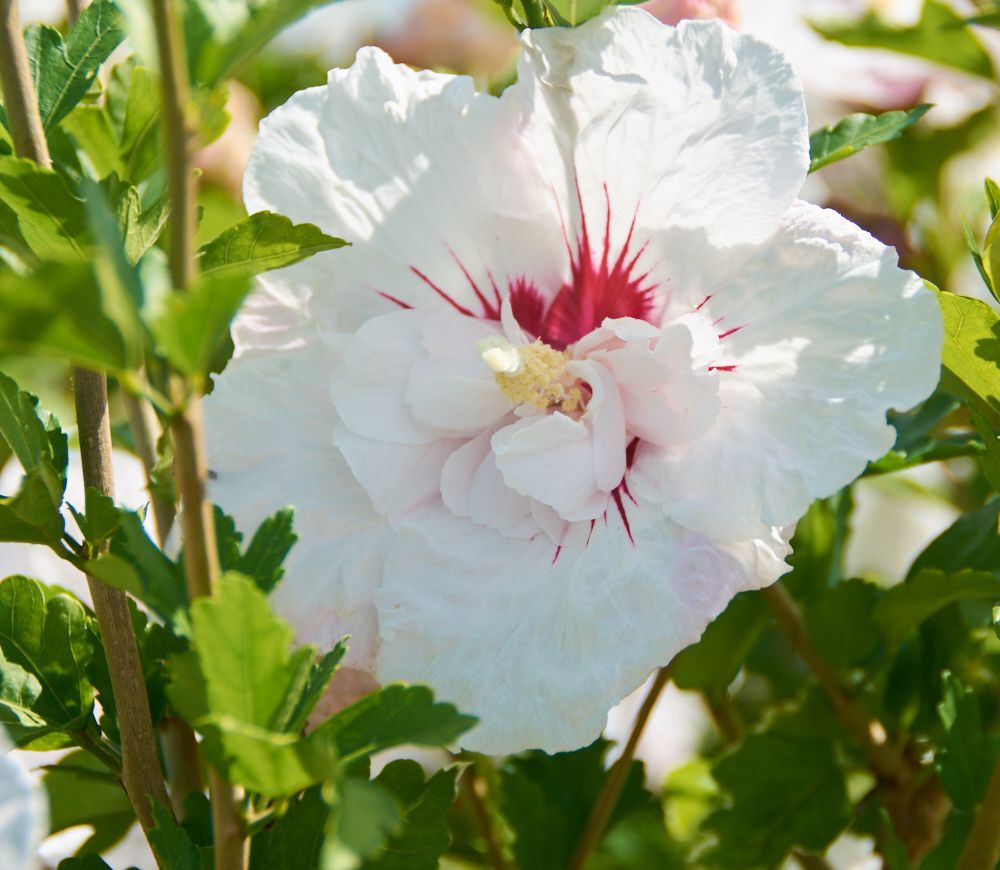 IBISCO SYRIACUS FRENCH POINT IN VASO 23CM