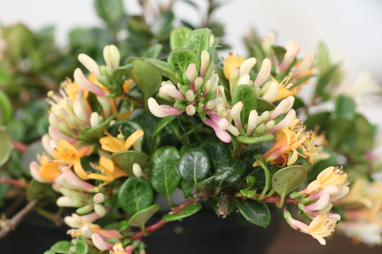 LONICERA CAPRIFOGLIO NANA LITTLE HONEY IN VASO 14CM