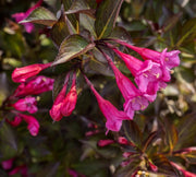 WEIGELA ALEXANDRA VASO 23CM