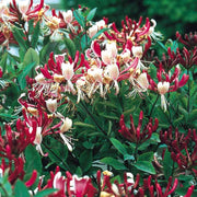 LONICERA CAPRIFOGLIO PERICLYMENUM VASO 17CM