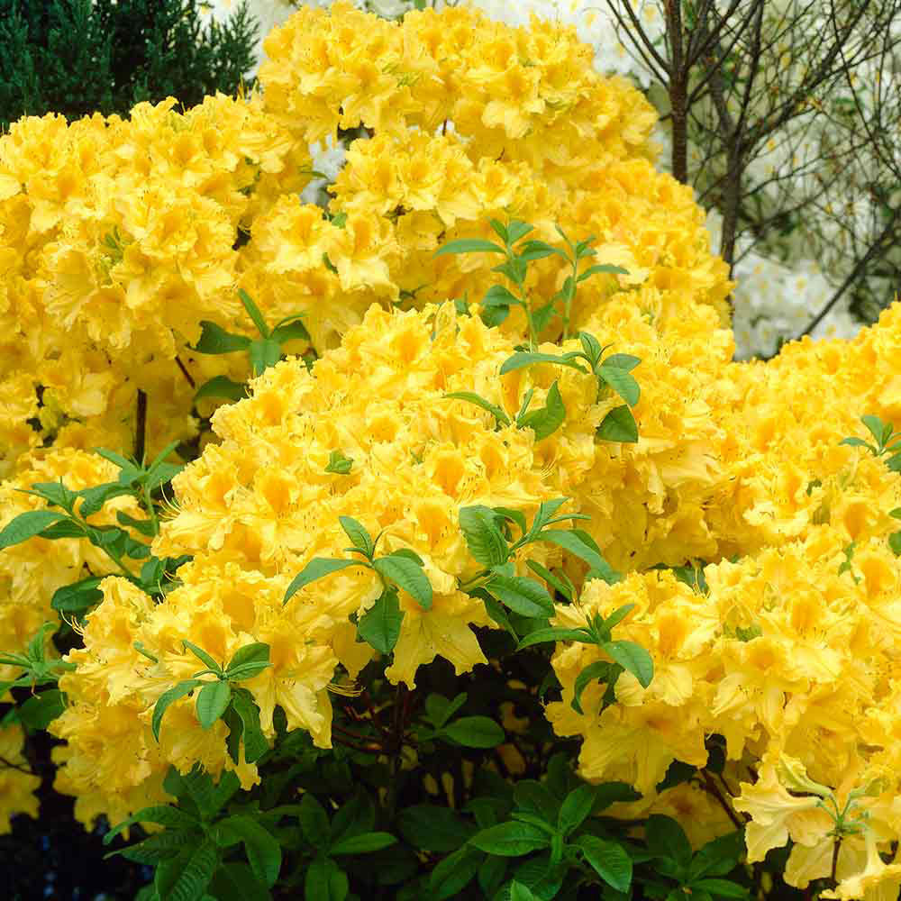 AZALEA MOLLIS ANNEKE VASO 24CM