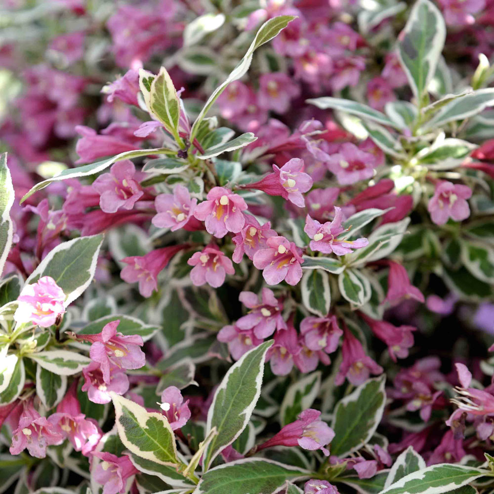 WEIGELIA MONET VASO 19CM