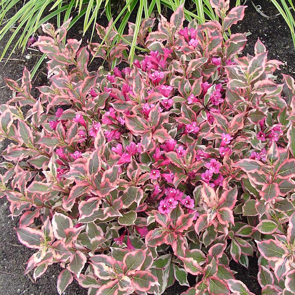 WEIGELA SUMMER MONET VASO 23CM