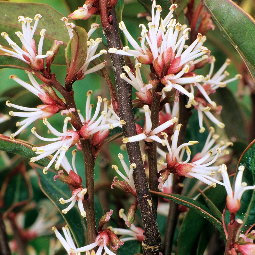 SARCOCOCCA HOOKERIANA PURPLE STEM VASO 17CM