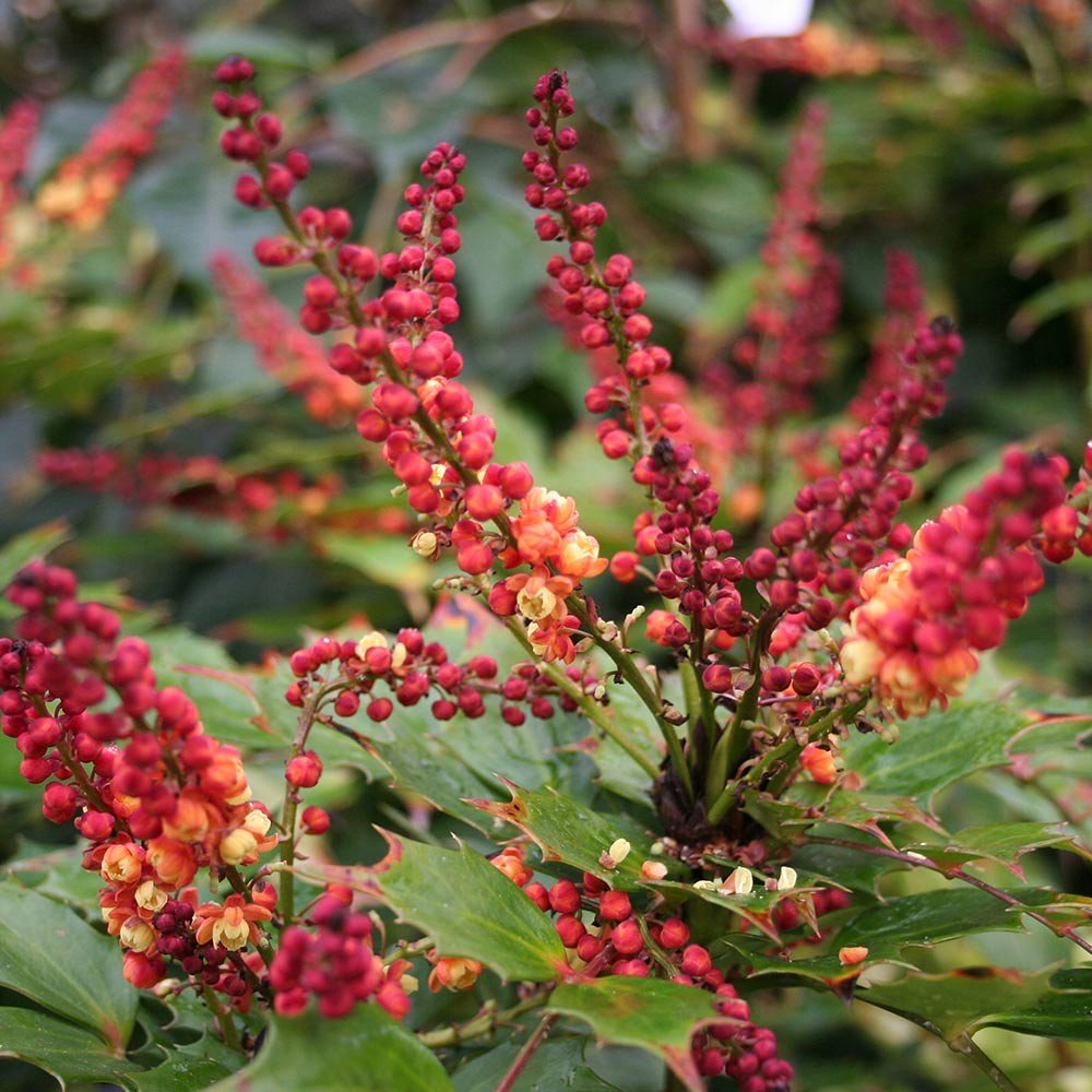 MAHONIA CABARET VASO 18CM