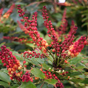 MAHONIA CABARET VASO 18CM