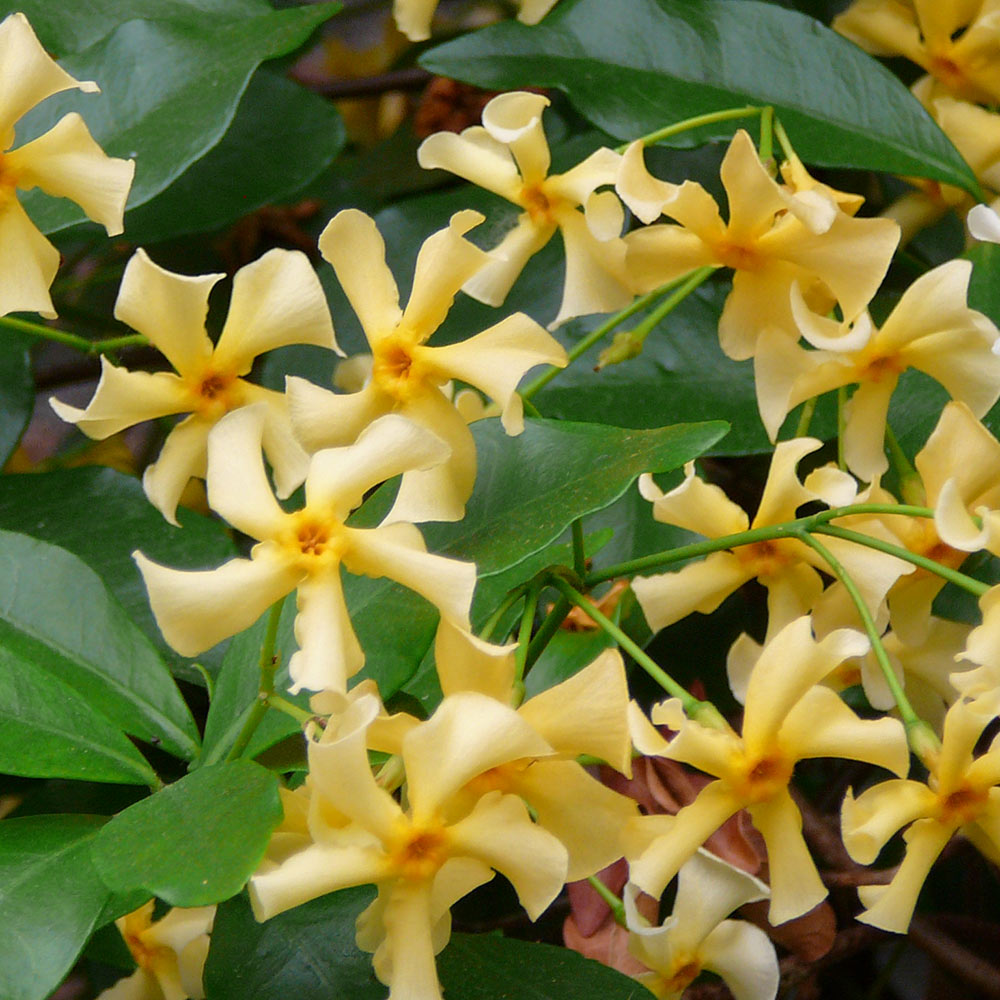 TRACHELOSPERMUM JASMINOIDES YELLOW WINGS VASO 19CM