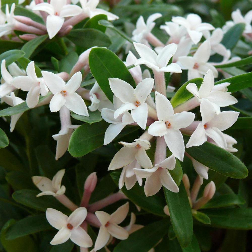 DAPHNE ETERNAL FRAGRANCE VASO 15CM