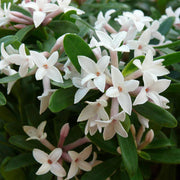 DAPHNE ETERNAL FRAGRANCE VASO 15CM