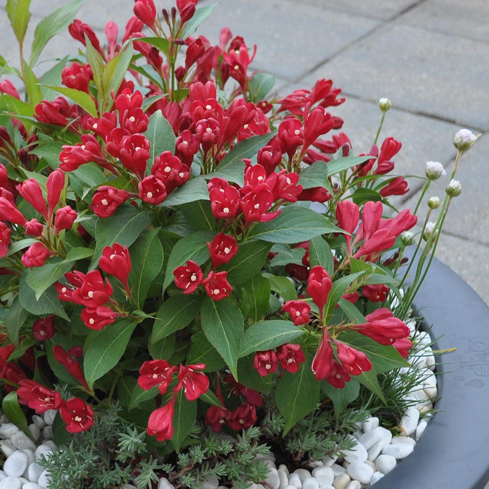 WEIGELA ALL SUMMER RED VASO 23CM