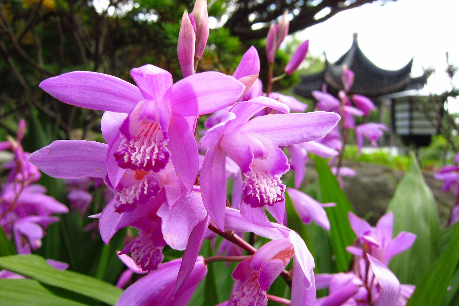 ORCHIDEA DA GIARDINO BLETILLA STRIATA ROSA VASO 12CM