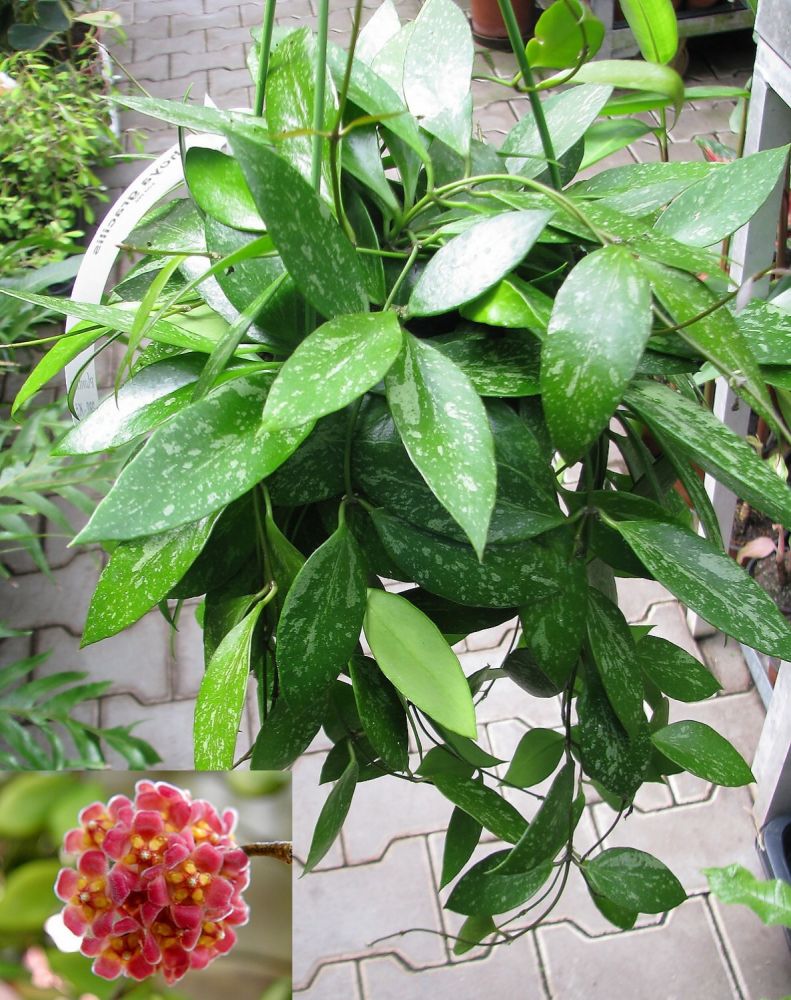 HOYA GRACILIS FIORE DI CERA VASO 14CM