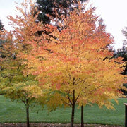 CERCIDIPHYLLUM JAPONICUM VASO 21CM