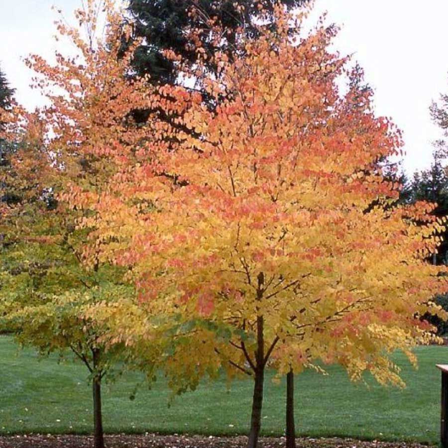 CERCIDIPHYLLUM JAPONICUM VASO 21CM