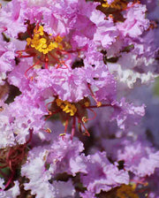 LAGERSTROEMIA INDICA SHELL PINK VASO 18CM