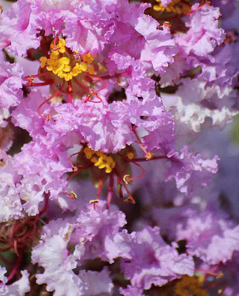 LAGERSTROEMIA INDICA SHELL PINK VASO 18CM