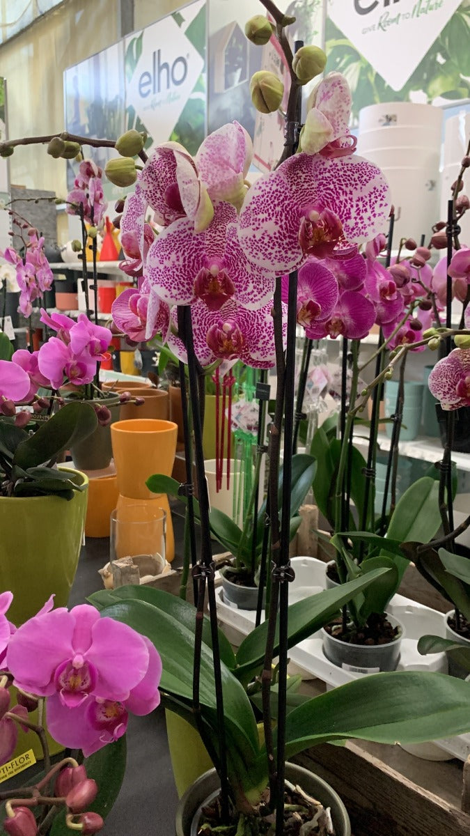ORCHIDEA PHALAENOPSIS COLORE ASSORTITO VASO 12CM 2 RAMI