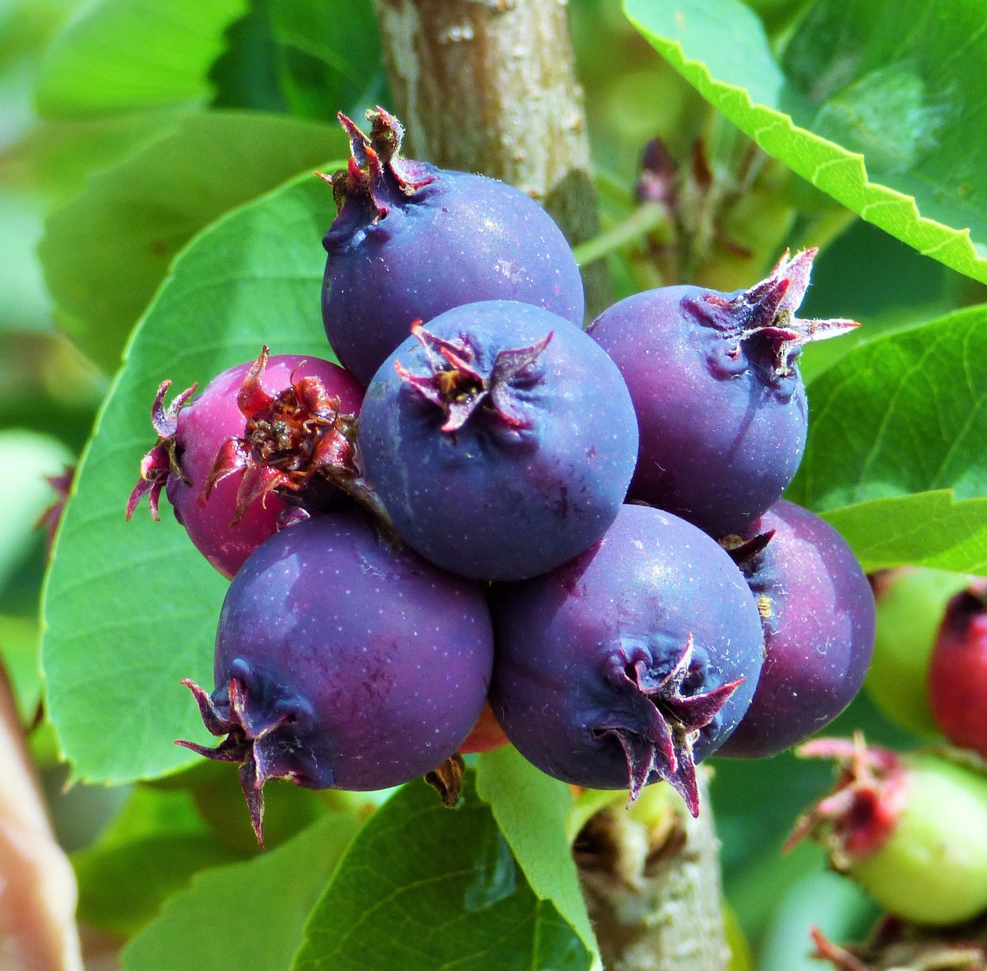 AMELANCHIER ALNIFOLIA SASKATOON BERRY IN VASO 19CM