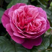 ROSA LINE RENAUD IN VASO 19CM