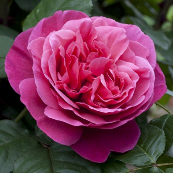 ROSA LINE RENAUD IN VASO 19CM