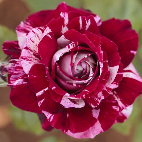 ROSA JULIO IGLESIAS IN VASO 19CM