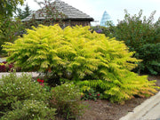 RHUS TYPHINA TIGER EYES IN VASO 19CM