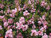 RHAPHIOLEPIS SPRINGTIME IN VASO 18CM