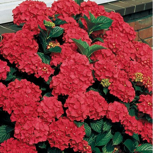 ORTENSIA HYDRANGEA MACROPHYLLA ROSSA VASO 12CM