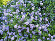 CEANOTHUS IMPRESSUS VICTORIA VASO 16CM