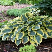 HOSTA FIRST FROST IN VASO 17CM