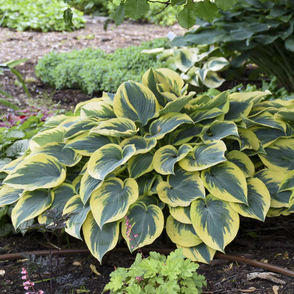 HOSTA FIRST FROST IN VASO 17CM