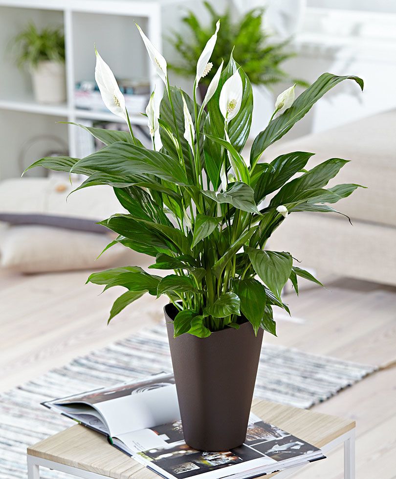 SPATHIPHYLLUM STRAUSS VASO 13CM