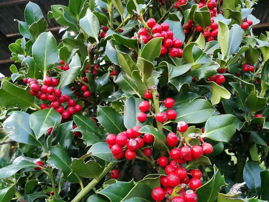 ILEX AGRIFOGLIO NELLIE STEVENS  VASO 18CM