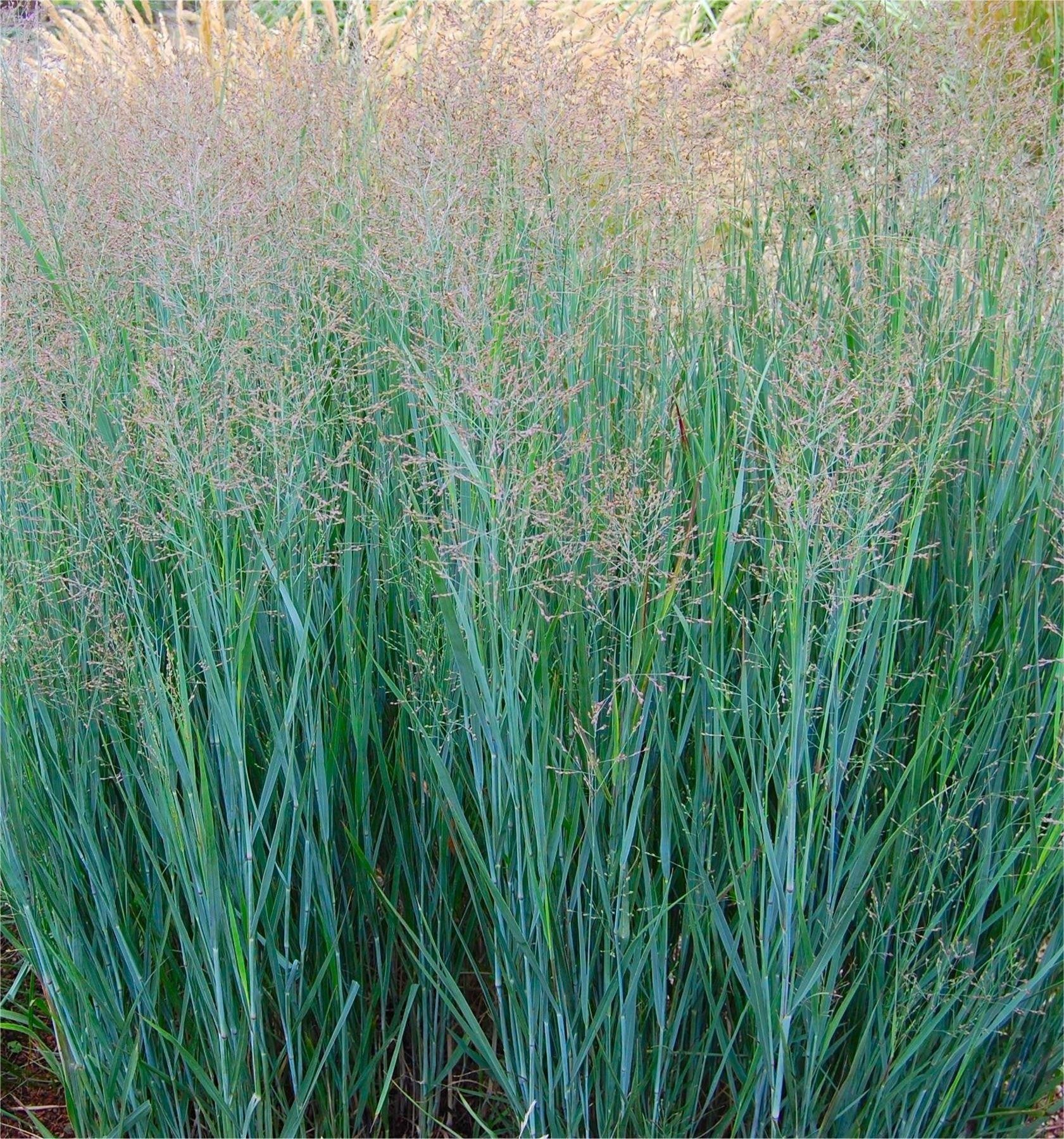 PANICUM VIRGATUM IN VASO 15CM