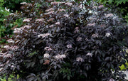 SAMBUCUS NIGRA BLACK BEAUTY VASO 19CM