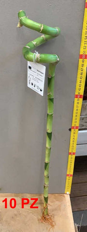 OFFERTA 10 LUCKY BAMBOO SPIRALE 60CM (BAMBÙ DELLA FORTUNA)