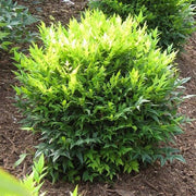 NANDINA DOMESTICA LEMON LIME IN VASO 18CM