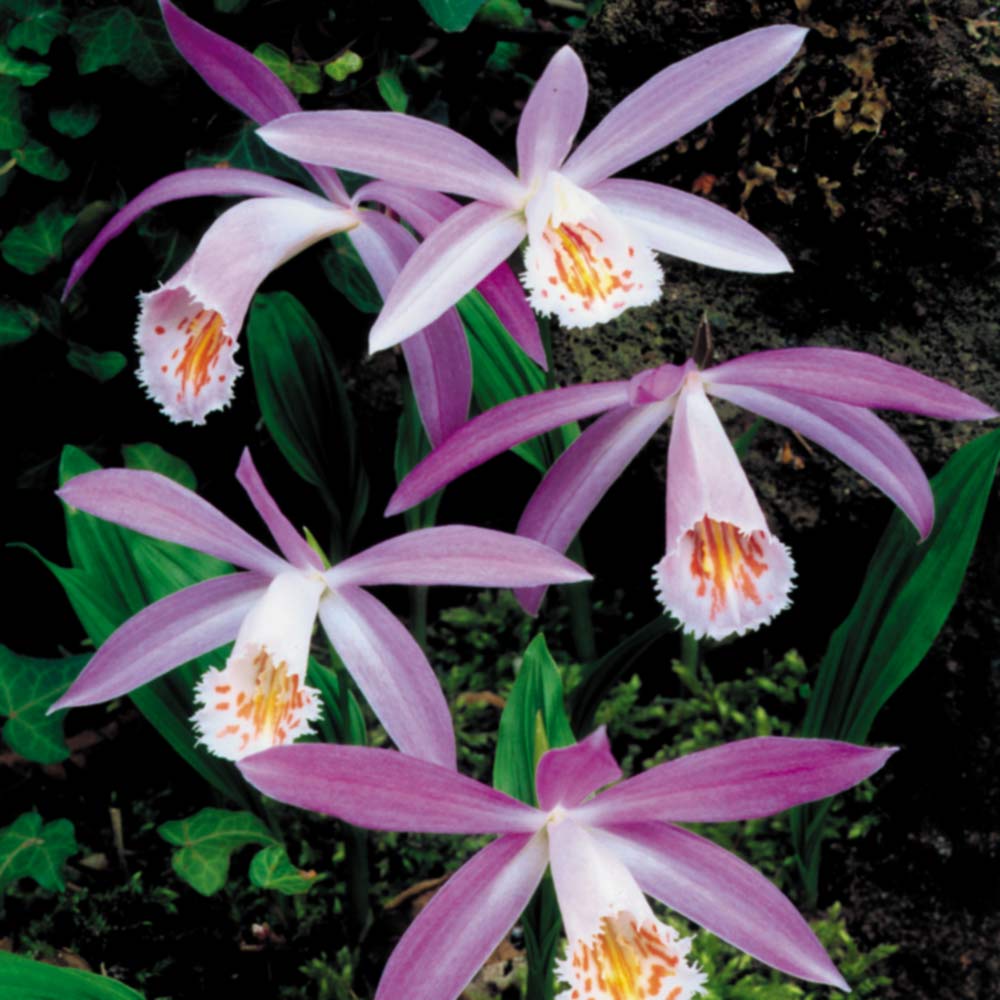 ORCHIDEA DA GIARDINO PLEIONE FORMOSANA ORCHIDEA DI TERRA VASO 10.5CM