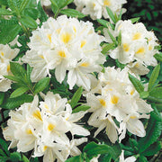 AZALEA BIANCA PERSIL KNAPHILL VASO 17CM