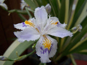 IRIS CRUELLA VASO 17CM