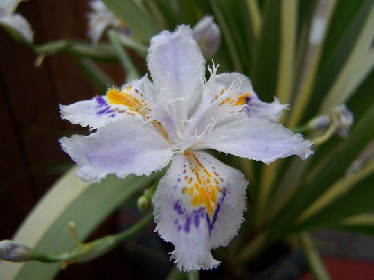 IRIS CRUELLA VASO 17CM