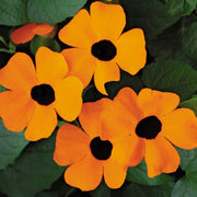 THUNBERGIA ALATA ORANGE IN VASO 19CM