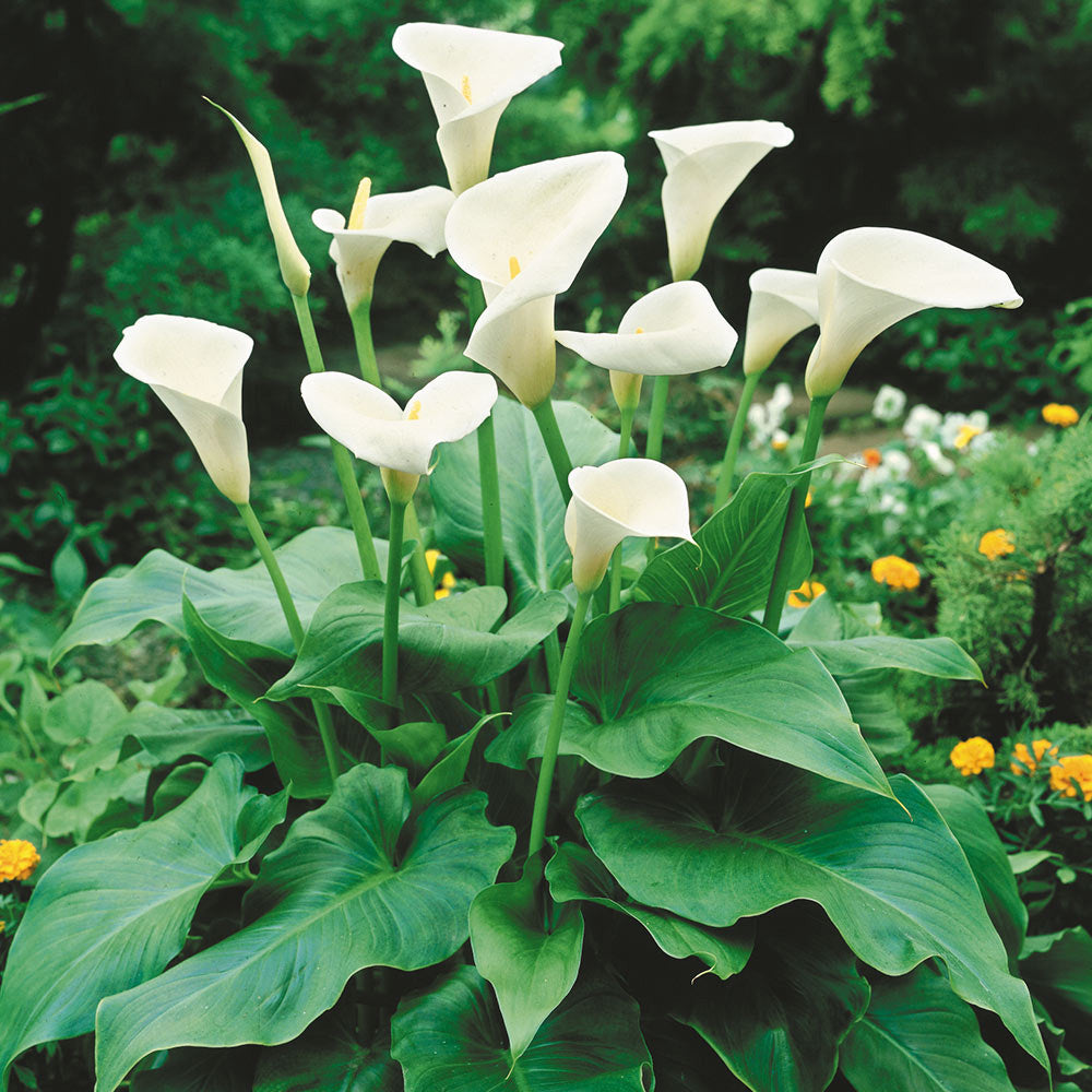 CALLA ZANTEDESCHIA BIANCA VASO 18CM