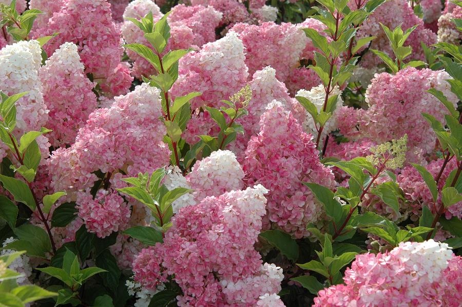HYDRANGEA ORTENSIA PANICULATA VANILLA FRAISE VASO 18CM