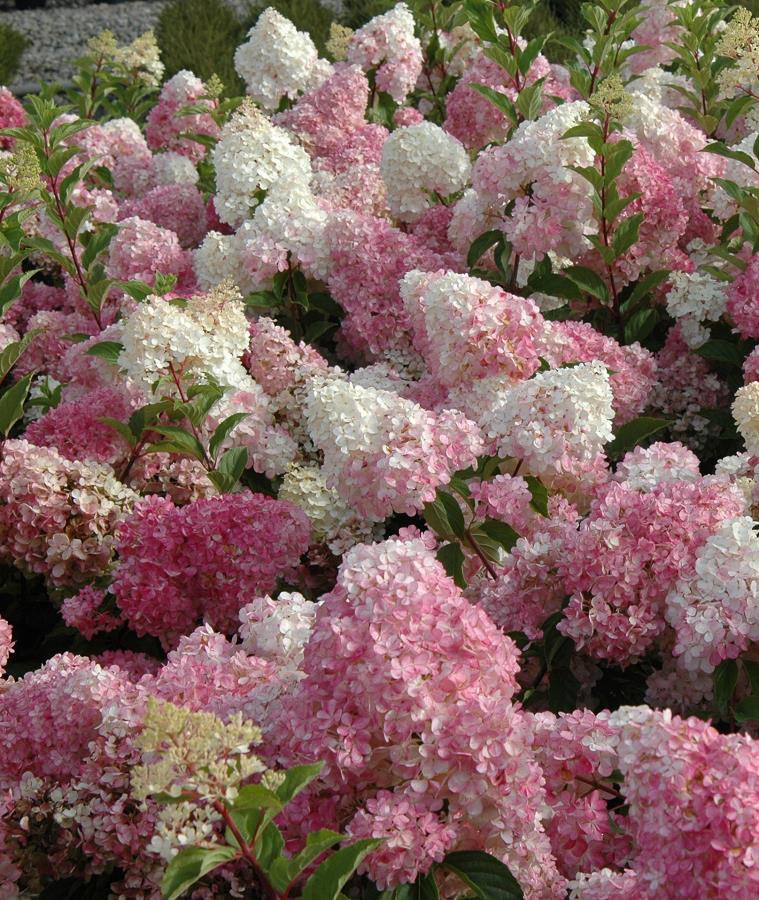 HYDRANGEA ORTENSIA PANICULATA VANILLA FRAISE VASO 18CM