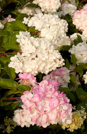 HYDRANGEA ORTENSIA PANICULATA VANILLA FRAISE VASO 18CM