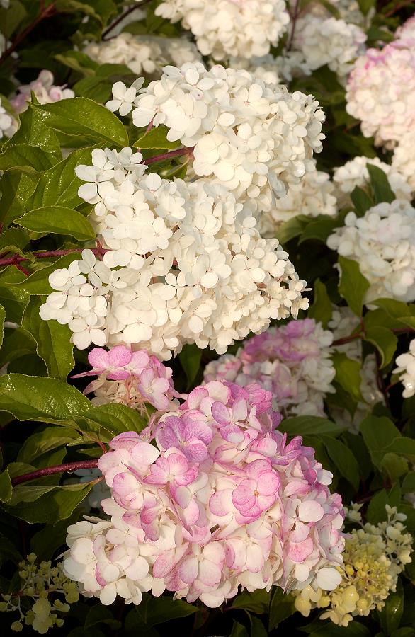 HYDRANGEA ORTENSIA PANICULATA VANILLA FRAISE VASO 18CM