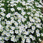 ARENARIA MONTANA RONDA VASO 9CM
