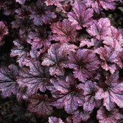 HEUCHERA MICRANTHA PALACE PURPLE IN VASO 15CM